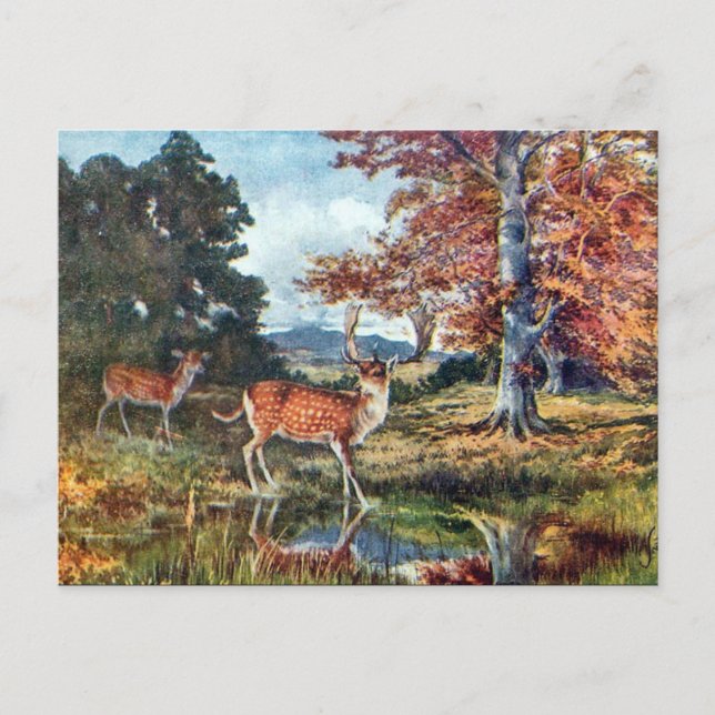 Ancienne carte postale - Cerf en jachère (Devant)