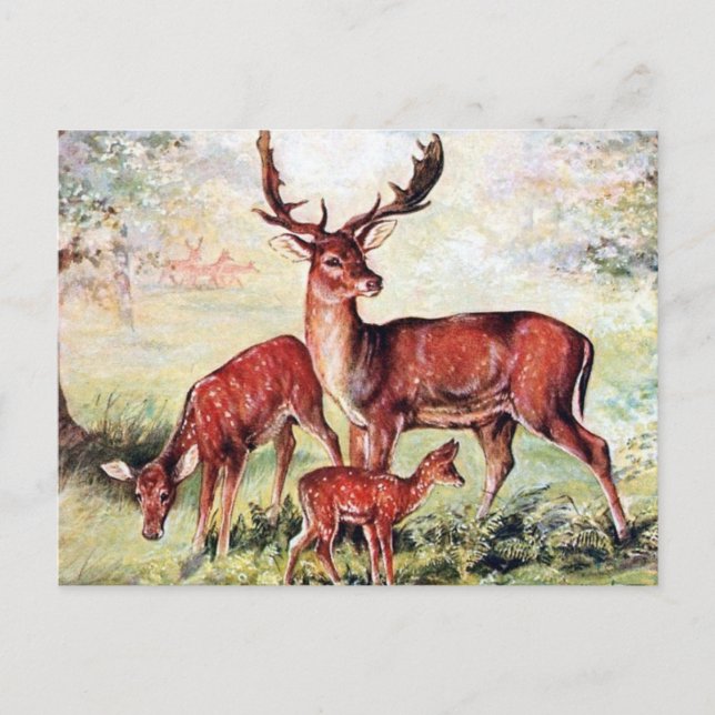 Ancienne carte postale - Cerf en jachère (Devant)