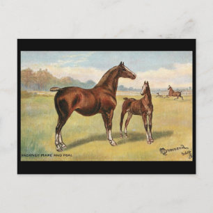 Ancienne carte postale - Chevaux