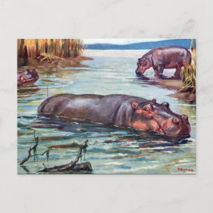 Ancienne carte postale - Hippopotamus