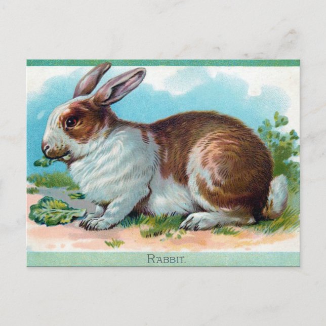 Ancienne carte postale - Rabbit (Devant)