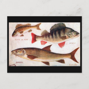 Ancienne carte postale - Ruffe, Perch et Barbel