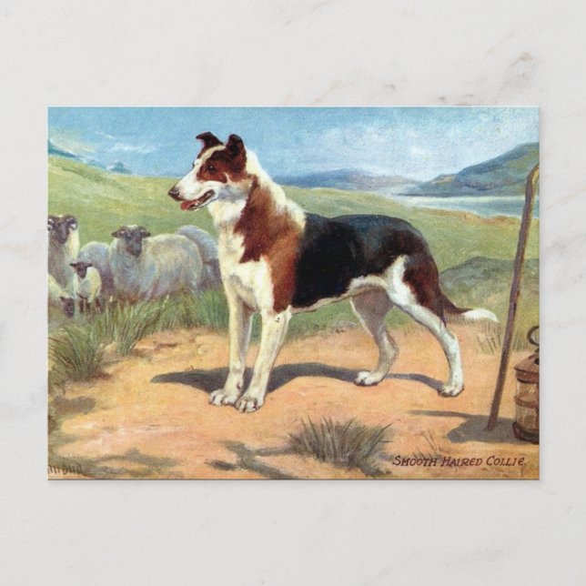 Ancienne carte postale - Smooth Haired Collie (Devant)