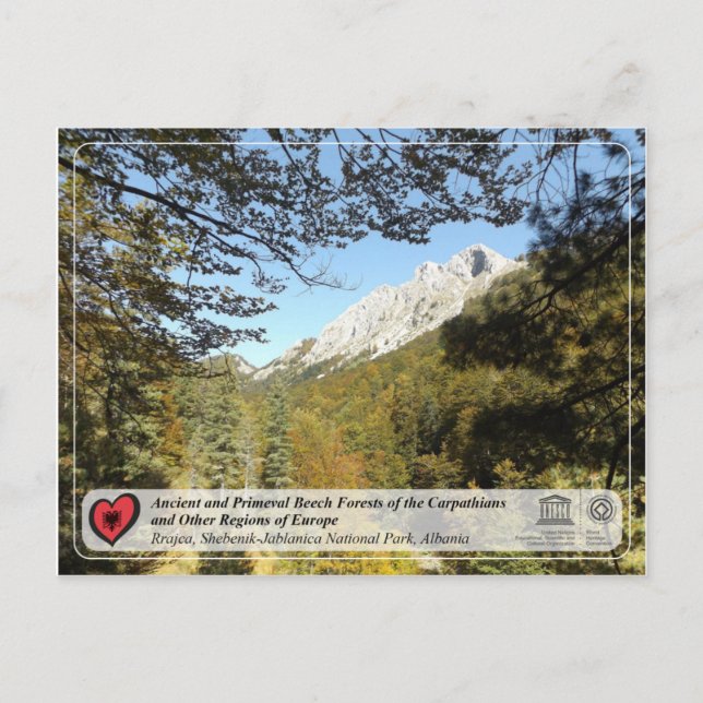 Ancient and Primeval Beech Forests - Rrajca Postkarte (Vorderseite)