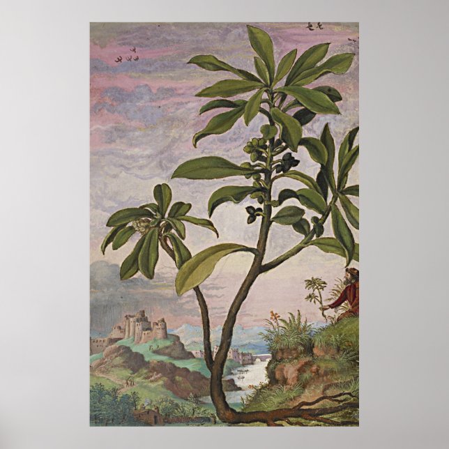 Ancient Botanic Art Spurel Laurel Poster (Vorne)