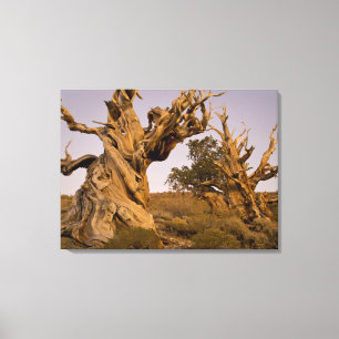 Ancient Bristlecone Forest, White Mountains, CA Leinwanddruck