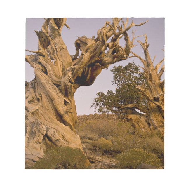 Ancient Bristlecone Forest, White Mountains, CA Notizblock (Vorderseite)