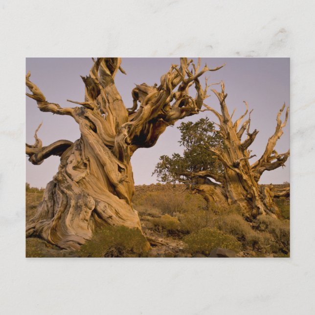 Ancient Bristlecone Forest, White Mountains, CA Postkarte (Vorderseite)