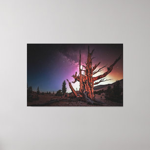 Ancient Bristlecone Pine and Milky Way Leinwanddruck
