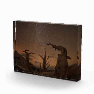 Ancient Bristlecone Pine Forest   California Fotoblock
