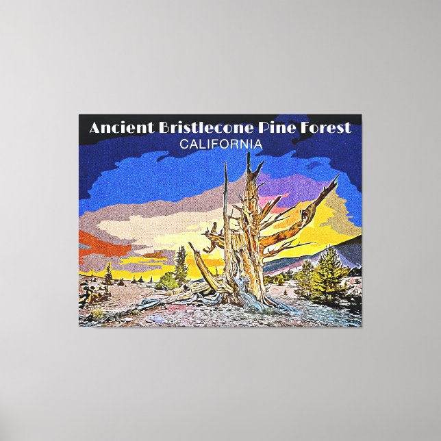 Ancient Bristlecone Pine Forest, Kalifornien Leinwanddruck (Vorderseite)