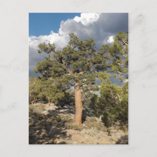 Ancient Bristlecone Pine Forest Postkarte