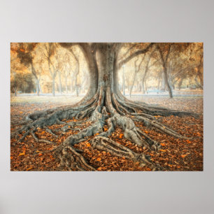 Ancient Tree Roots Poster