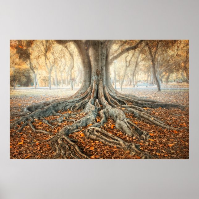 Ancient Tree Roots Poster (Vorne)