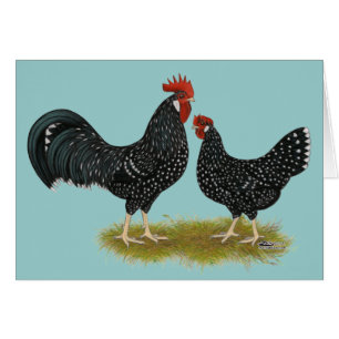 Ancona Chickens