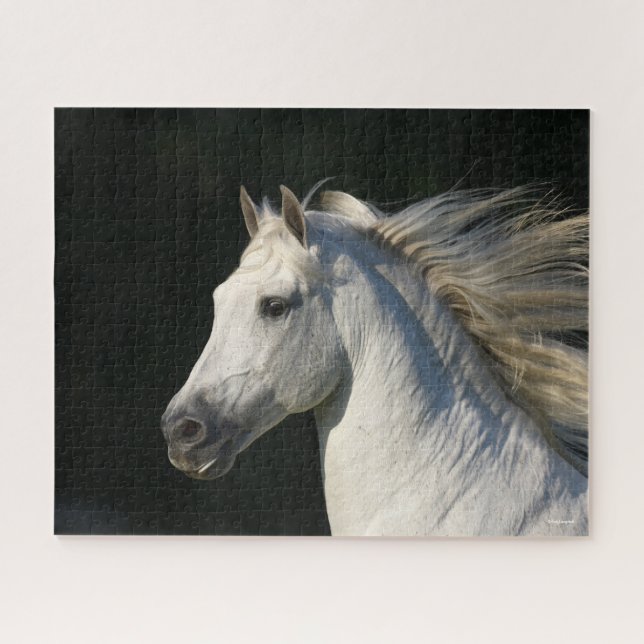 Andalusischer Stallion Headshot Mane Flows (Horizontal)