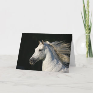 Andalusischer Stallion Headshot Mane Flows Karte