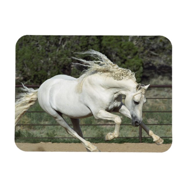 Andalusischer Stallion, Lauf, PR Magnet (Horizontal)