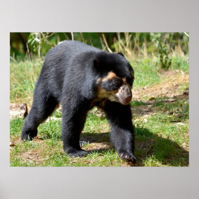 Andean bear walking on grass postcard T-Shirt Coff Poster (Vorne)