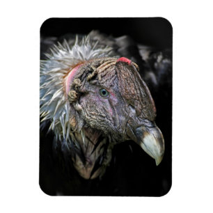 Andean Condor Male Magnet
