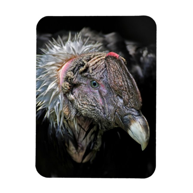 Andean Condor Male Magnet (Vertikal)