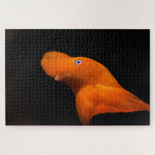 Andenklippenvogel