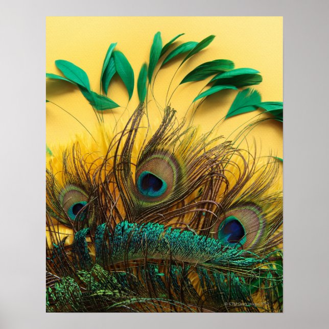 Andere Peacock Feathers Poster (Vorne)