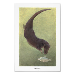 Andere Tauchgänge zur Veranschaulichung von Fische Fotodruck
