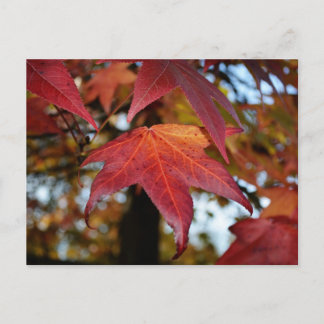 Ändern der Blätter des Herbstes Postkarte