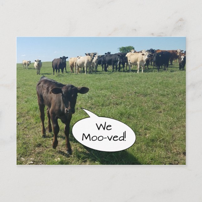 Änderung der Adresse der Kuh Postkarte (Vorderseite)