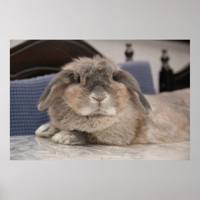 Andora der Hase: Chillaxing Poster (Vorne)