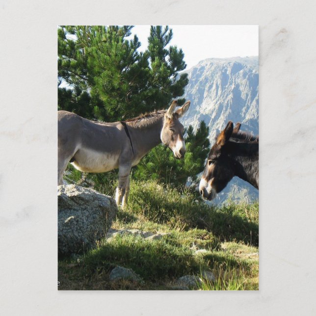 Ane de Corse Postkarte (Vorderseite)