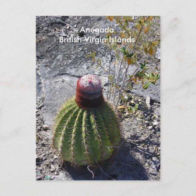 Anegada BVI Postkarte (Vorderseite)