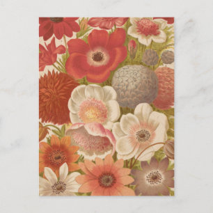 Anemon   George Nicholson Postkarte