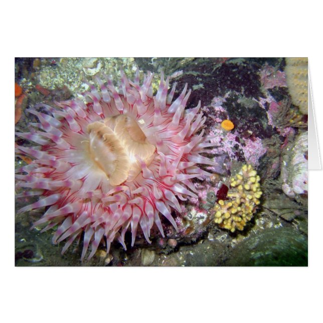 Anemone (Vorderseite (Horizontal))