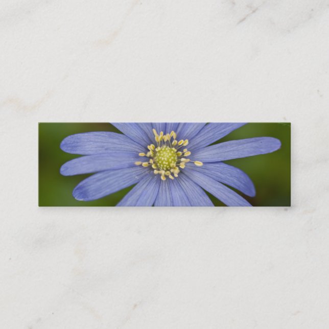 Anemone Blanda Mini Visitenkarte (Vorderseite)