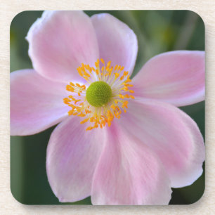 Anemone-Blume Getränkeuntersetzer