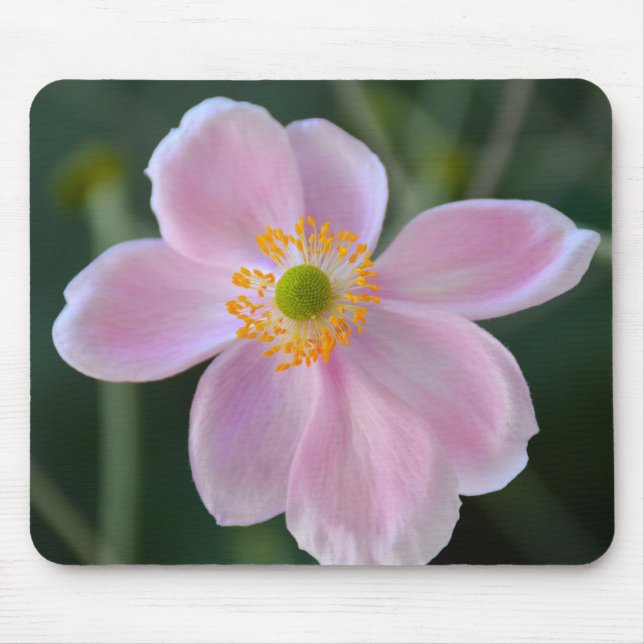 Anemone-Blume Mousepad (Vorne)