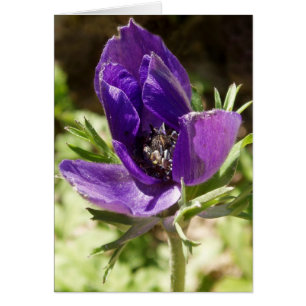 Anemone Card