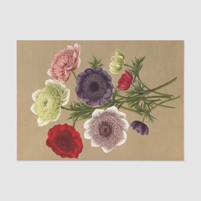Anemone Coronaria Fl. Tel. (Doppelte Anemonen) Seidenpapier (Vorderseite)