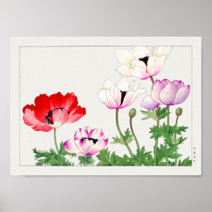 Anemone coronaria von Tanigami Konan Poster