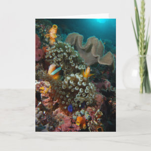 Anemone Fish Garden Karte