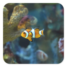 Anemone Fish
