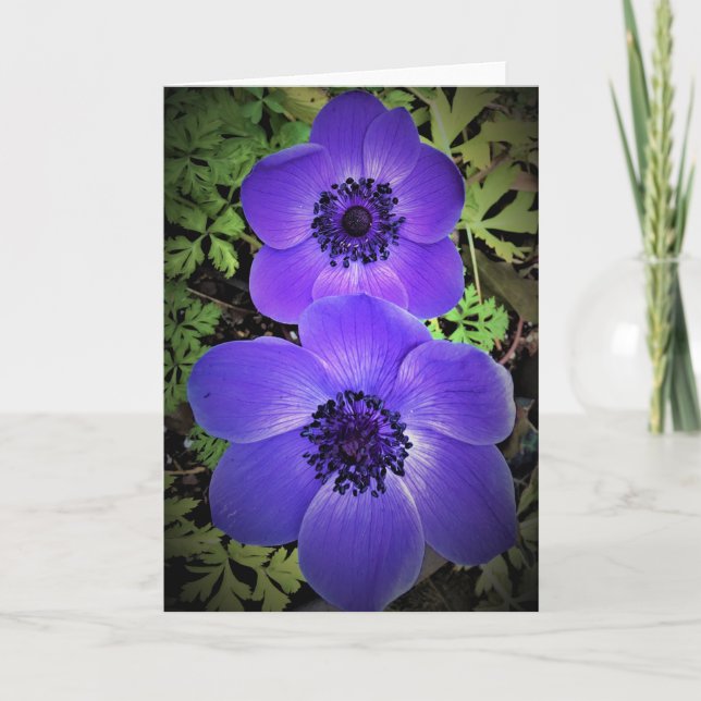 Anemone, Karte (Vorderseite)