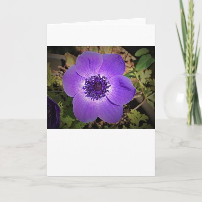 Anemone, Karte (Vorderseite)