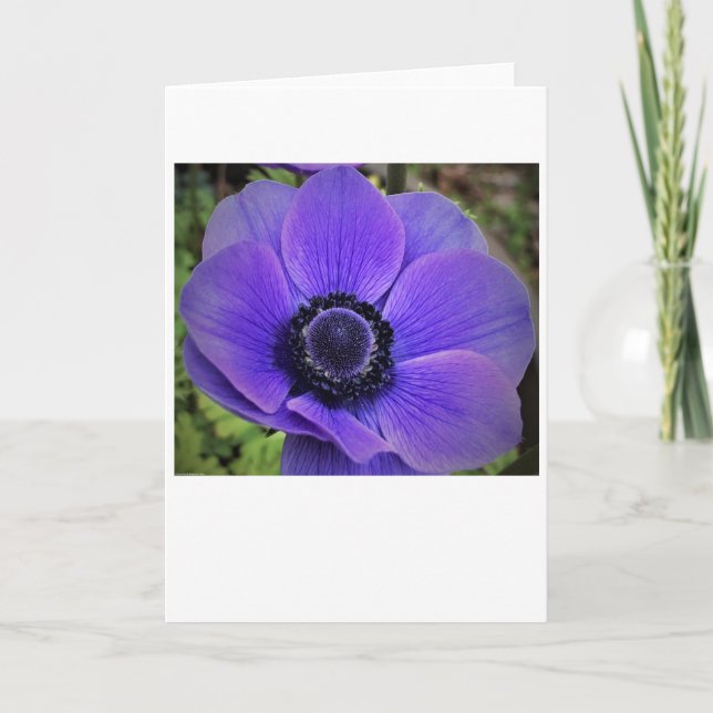 Anemone, Karte (Vorderseite)
