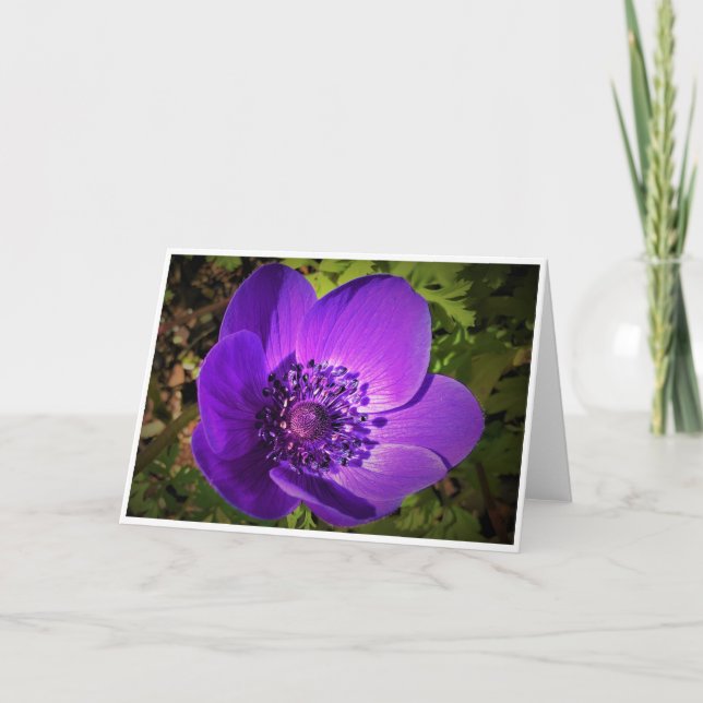 Anemone, Karte (Vorderseite)