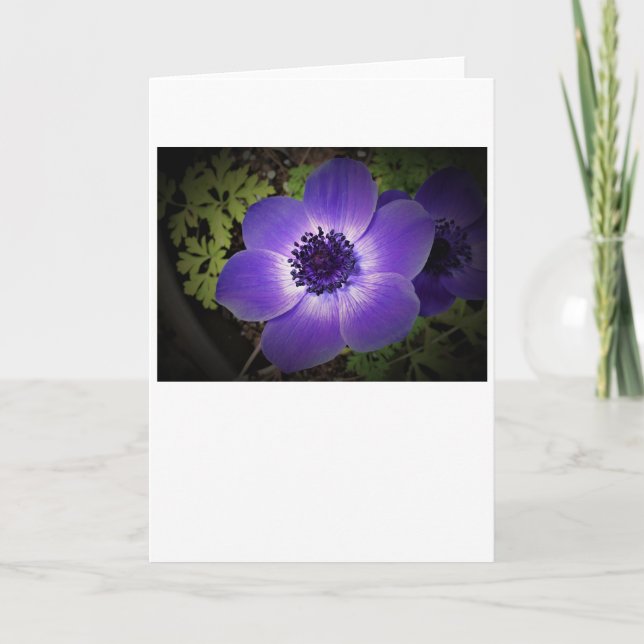 Anemone, Karte (Vorderseite)
