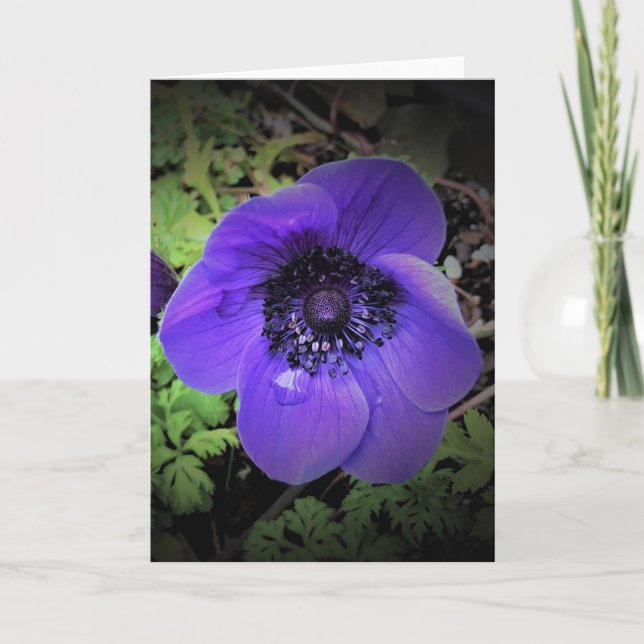 Anemone, Karte (Vorderseite)