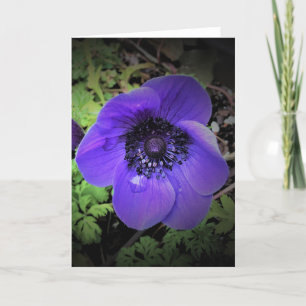 Anemone, Karte